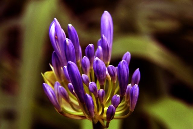 阿里亚纳 阿里亚纳